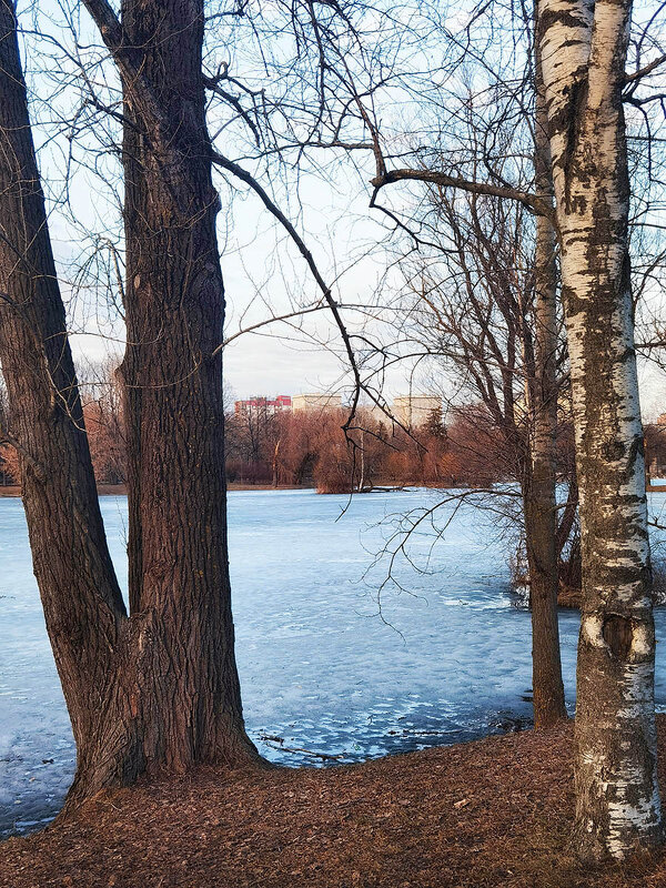 Весенние зарисовки в парке Победы. - Лилия * Весенние зарисовки в парке Победы. - Лилия *