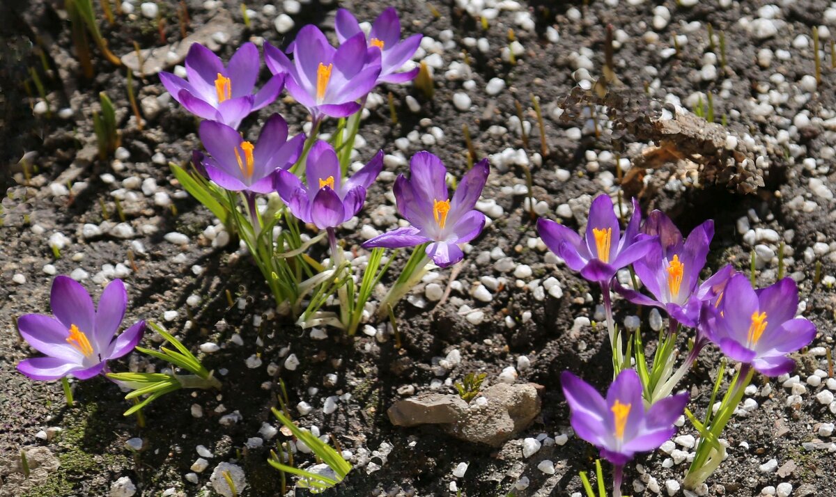 Крокусы - ZNatasha - Крокусы - ZNatasha -