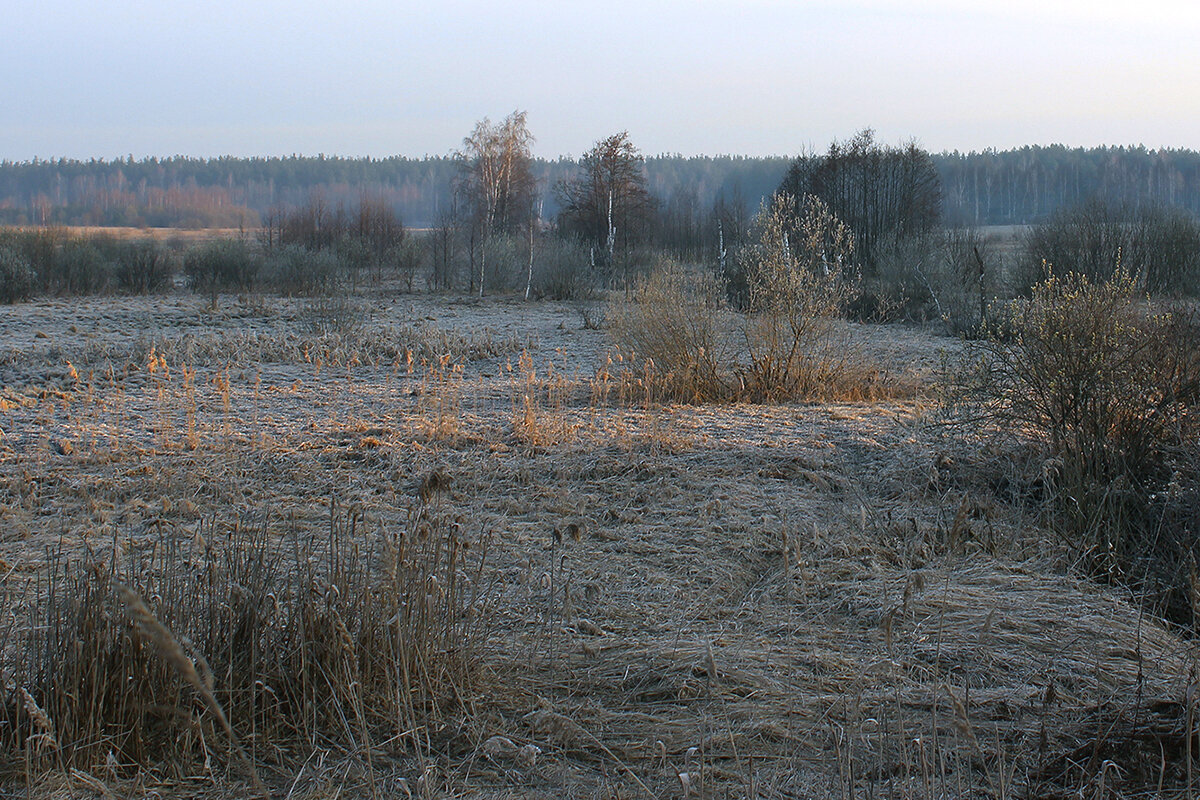 Первым лучом по апрельскому заморозку - Ирина Кустова Первым лучом по апрельскому заморозку - Ирина Кустова