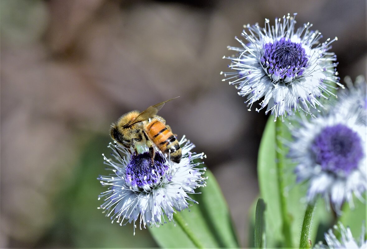* - Осень * - Осень