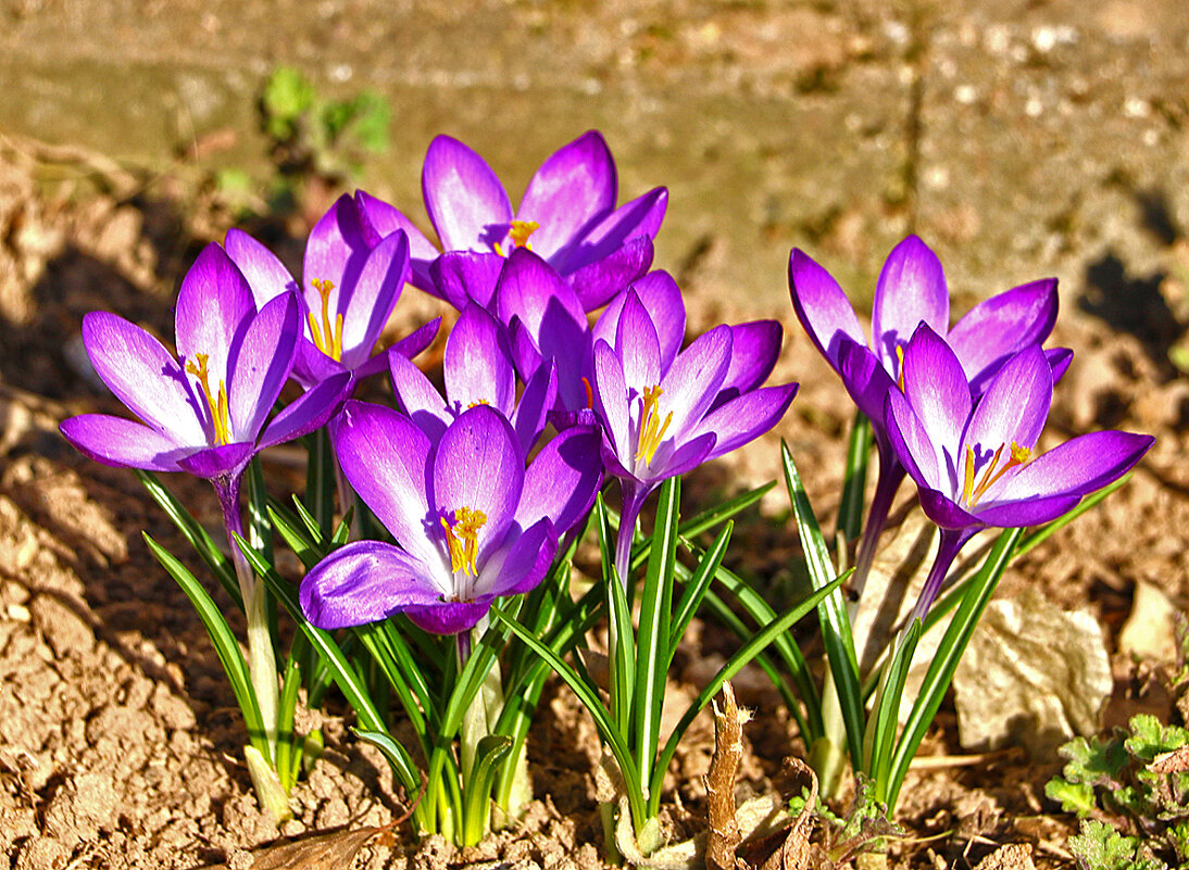 Красавцы крокусы - Светлана Красавцы крокусы - Светлана