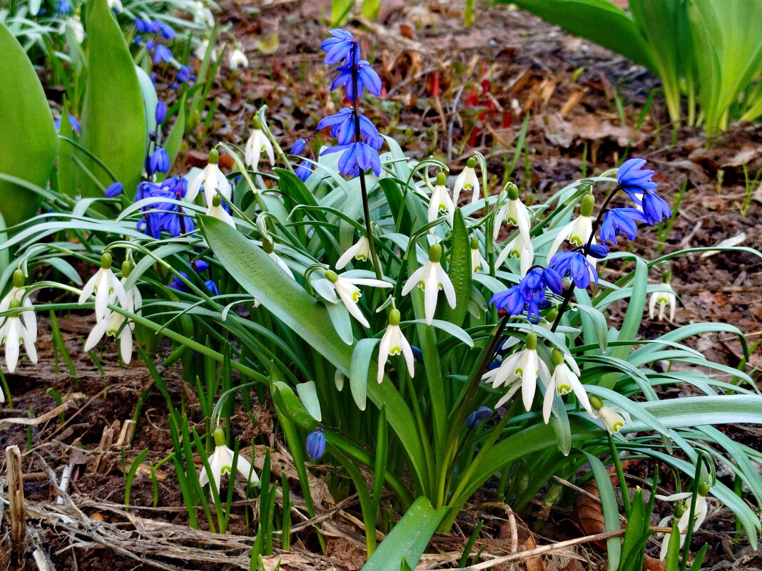 Подснежники галантусы и пролески сциллы. - Александр Чеботарь Подснежники галантусы и пролески сциллы. - Александр Чеботарь