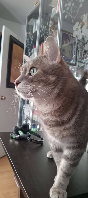 "Созерцающий Мартовский кот..." - Валерий Кокорев