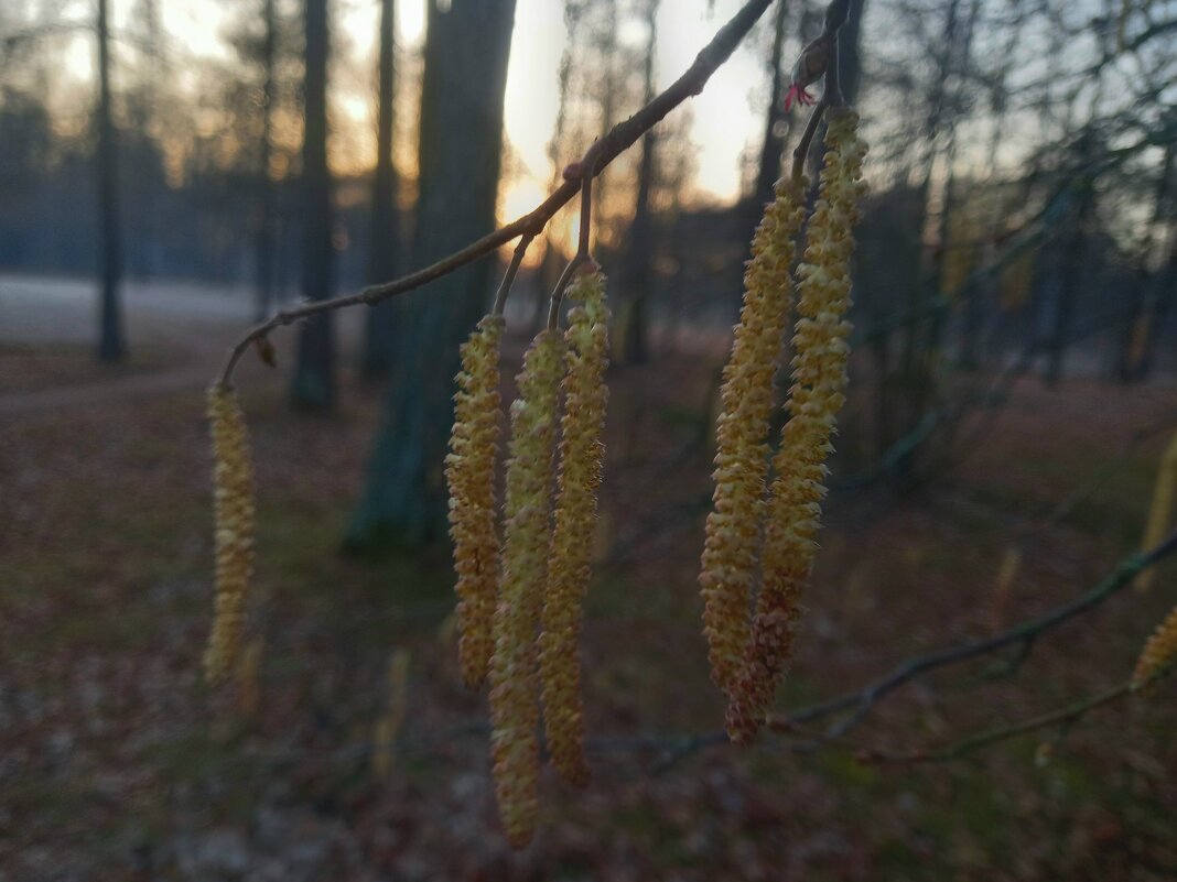 Орешник - Сапсан Орешник - Сапсан