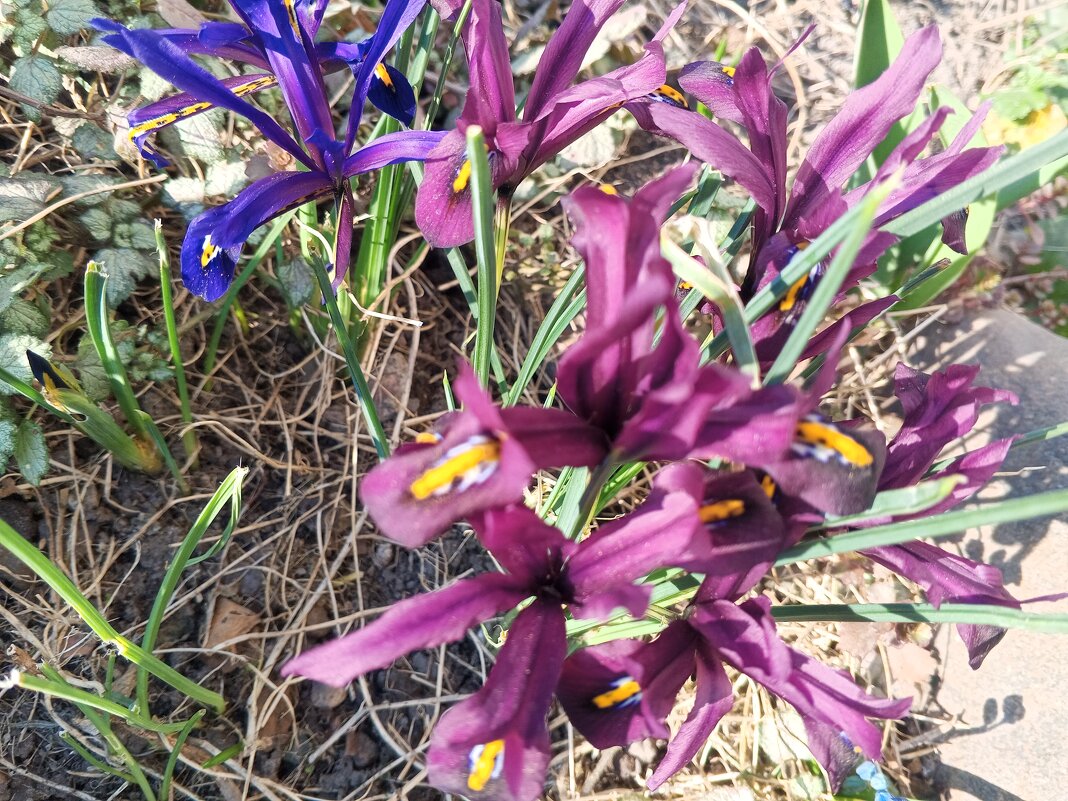 Ирис - Сапсан 