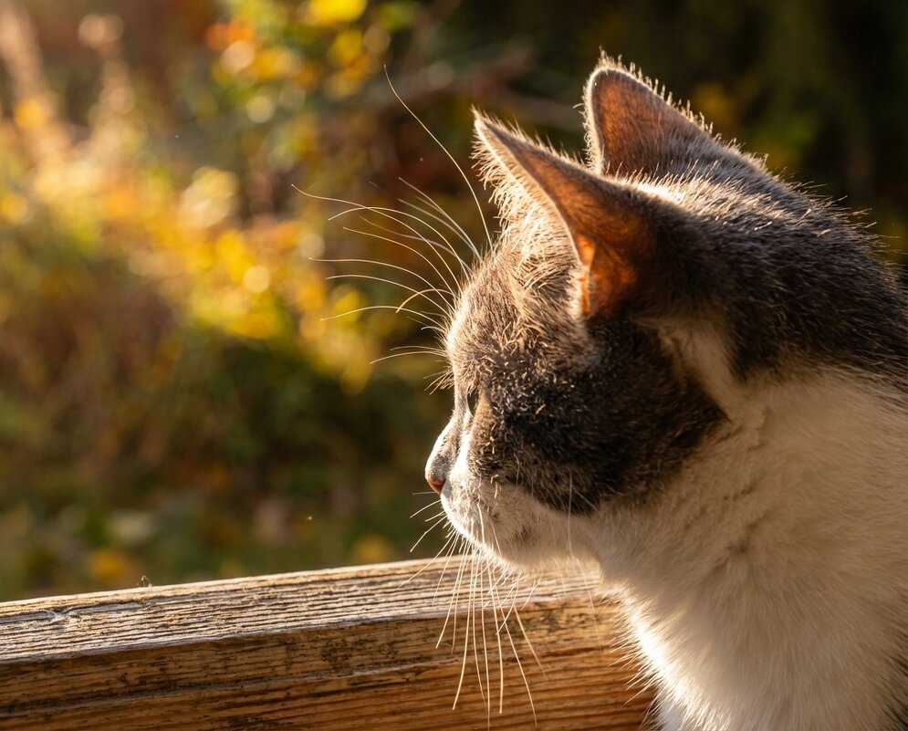 Котик на окне - Лилия 