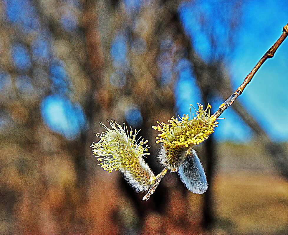 Май...Верба зацвела! - Владимир 