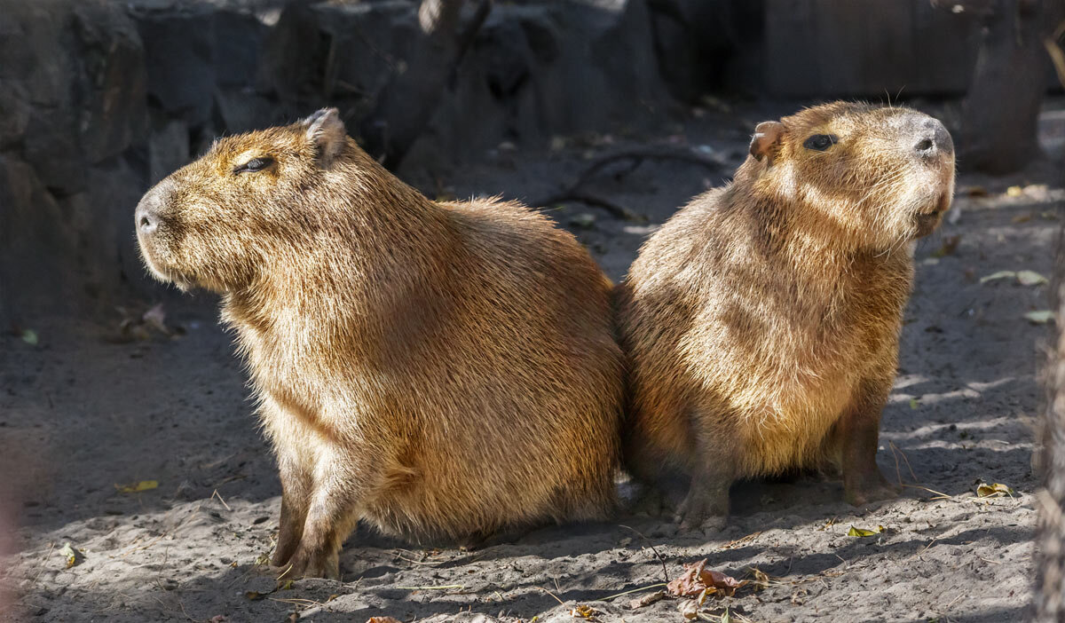 Капибара - SanSan 