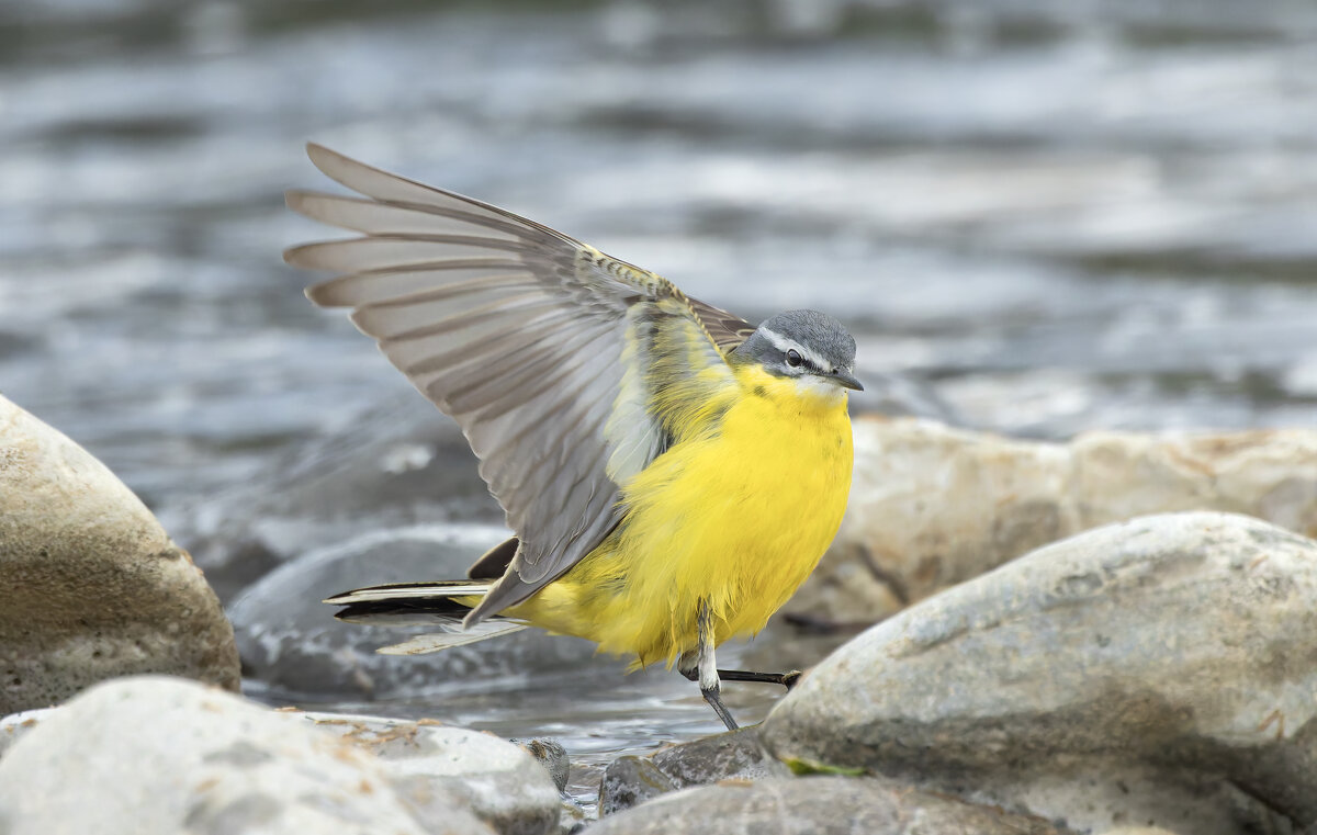 желтая трясогузка - юрий макаров
