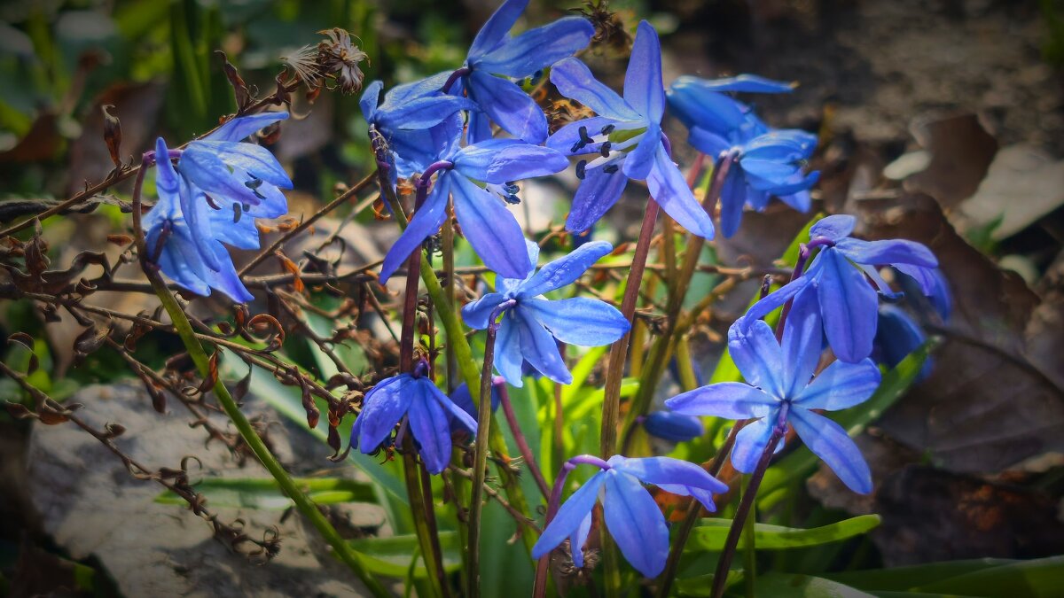 Пролески - Мариша Тим