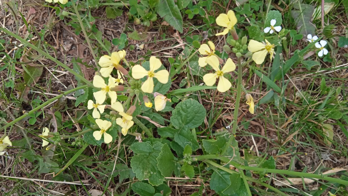 за городом . на лугу - Елена Шаламова
