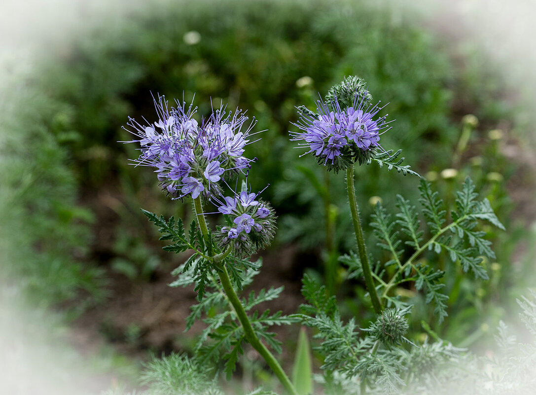 Фацелия пижмолистная - Aleksandr .