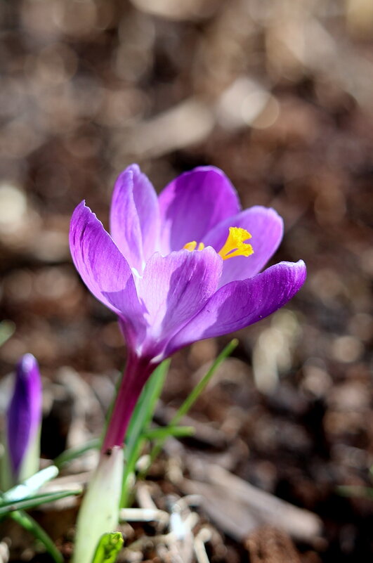 Одиночники... - Александр Кондаков