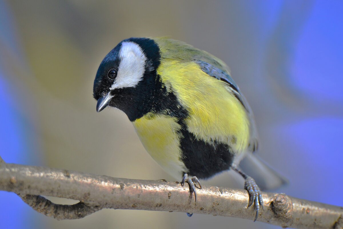 Синица большак - Константин Анисимов