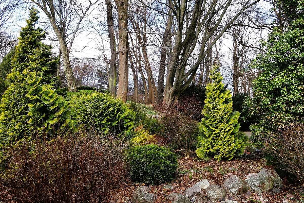 Март, ландшафтный парк, Калининград - Рита Симонова