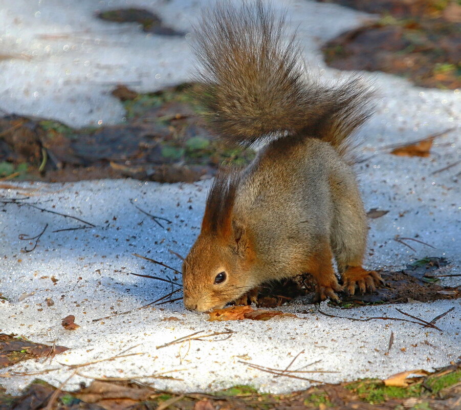 жажда... - Andrey Bragin 