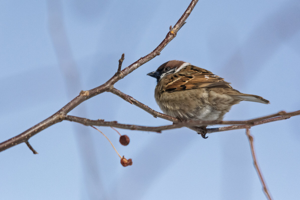 *** - Виктор Иванович Чернюк