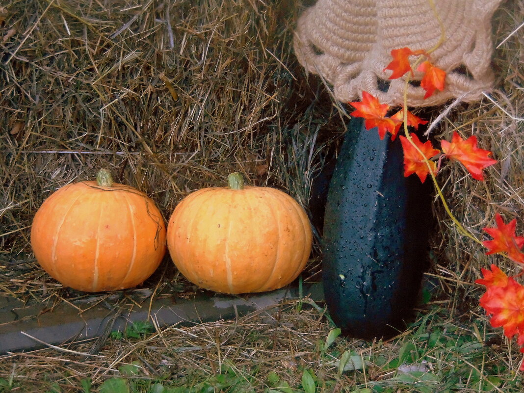 Дачная зарисовка. - nadyasilyuk Вознюк