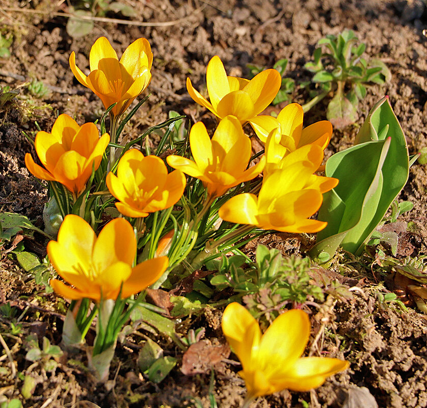 Весна идёт! - Светлана 