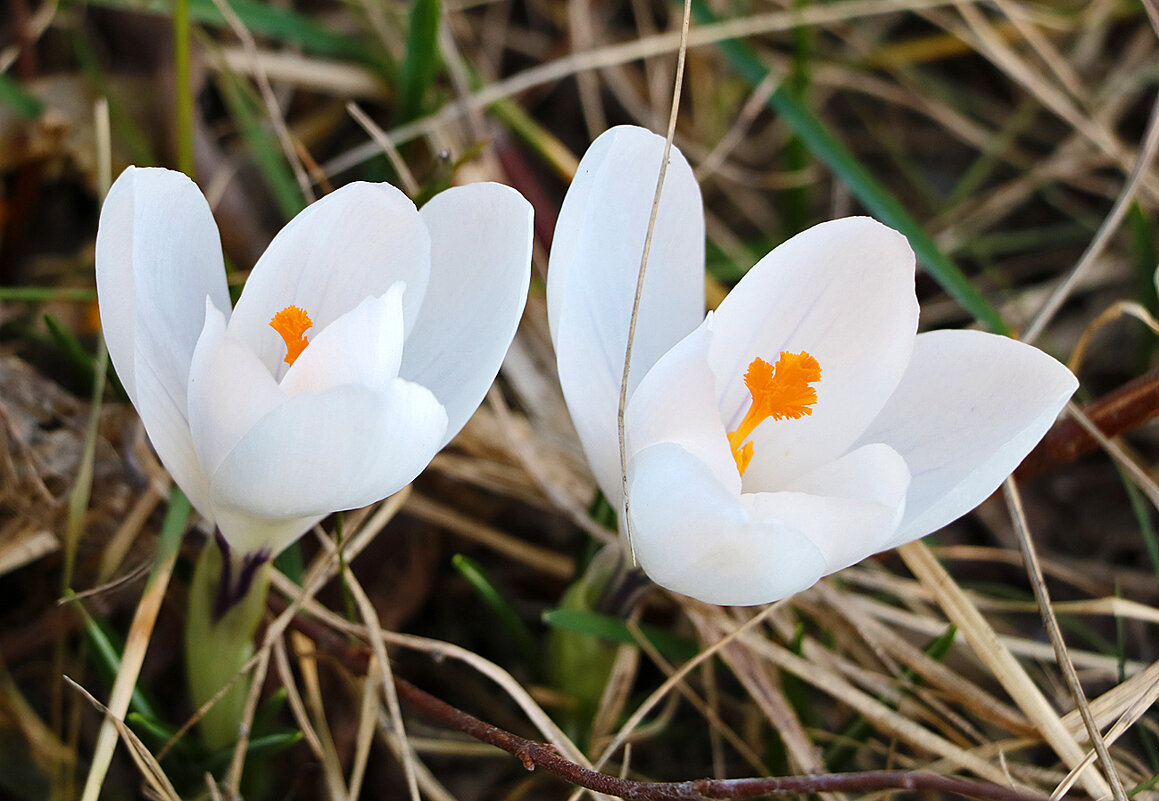 Сладкая парочка - Светлана 