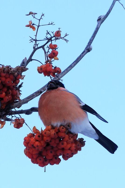 Снегирь - Галина Козлова 