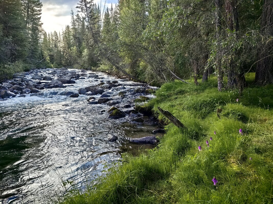 Зелёный берег - Галина Козлова 