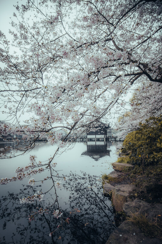 Сезон цветения вишни в Ханчжоу - Дмитрий 