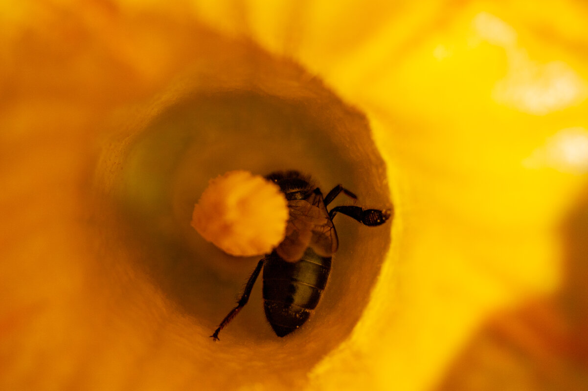 Жёлтые самые вкусные. - Alexandr Gunin Жёлтые самые вкусные. - Alexandr Gunin