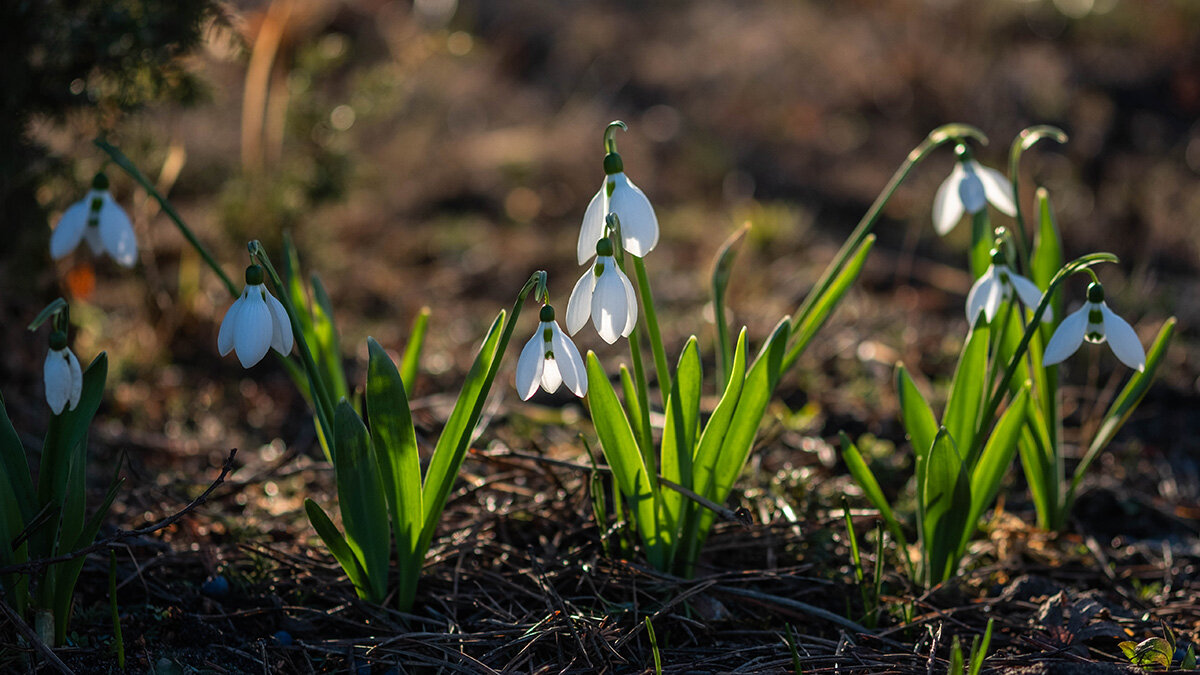 Мои подснежники - Елена Ахромеева