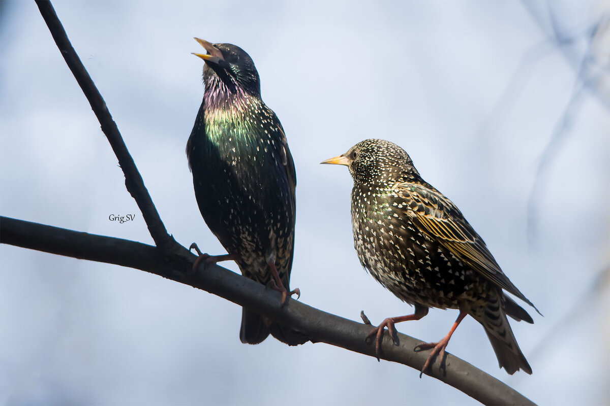 Пара скворцов - Светлана Григорьева