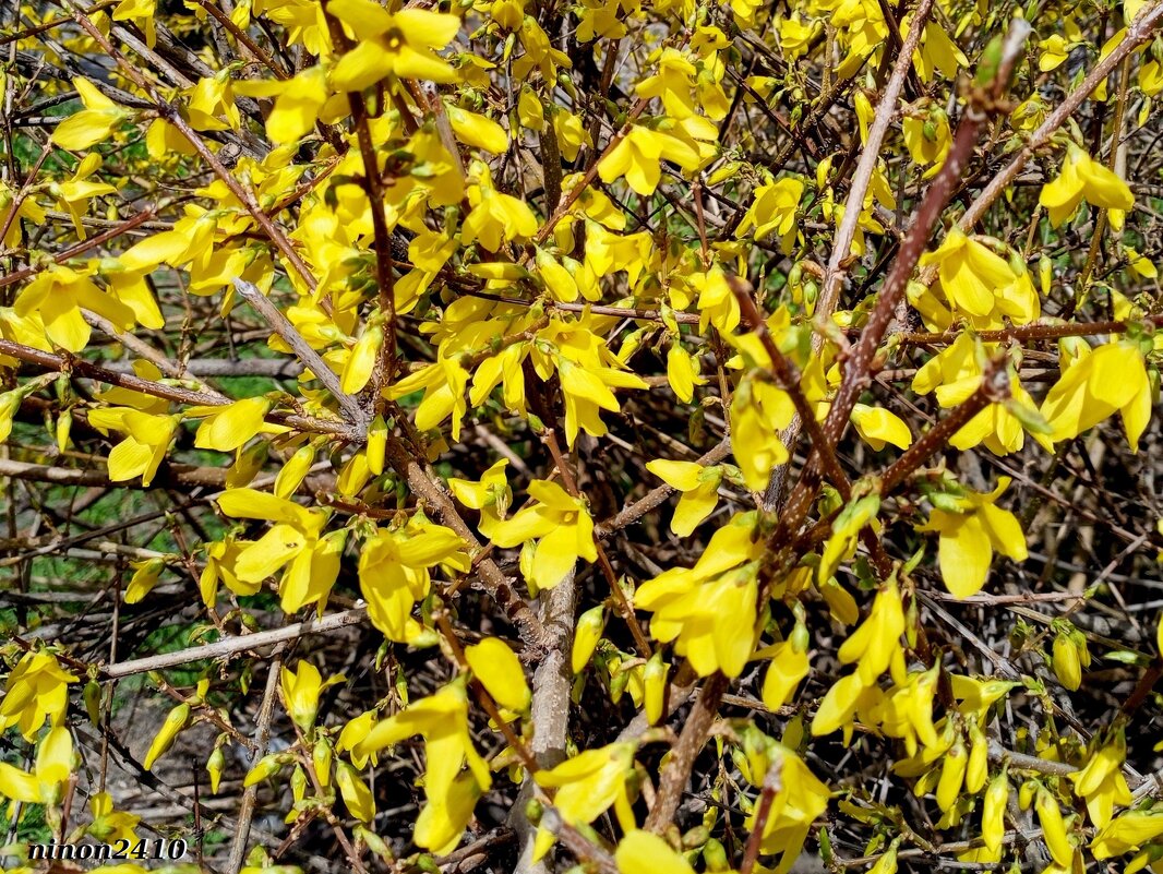 Солнечная форзиция - Нина Бутко Солнечная форзиция - Нина Бутко