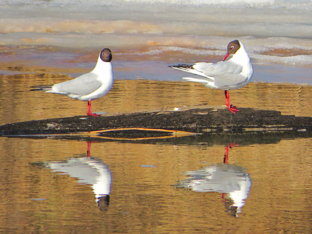 Озёрные чайки - Андрей Снегерёв