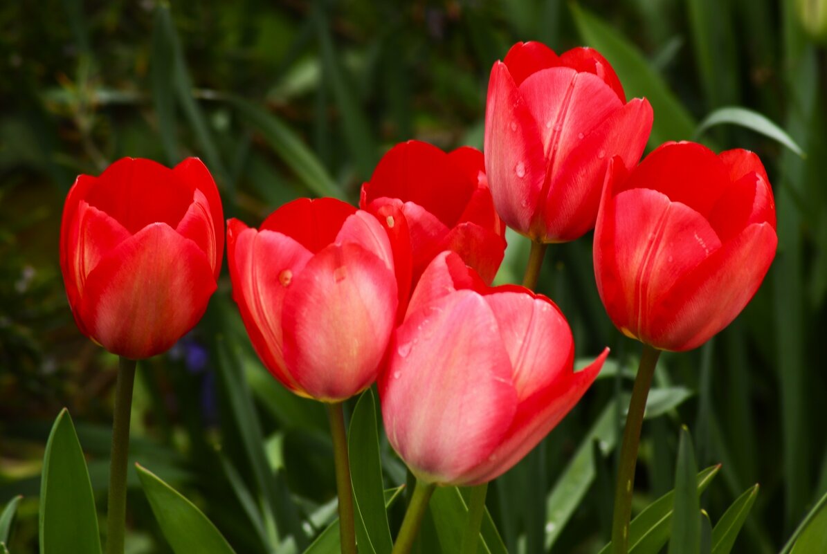 Время тюльпанов - Юрий. Шмаков