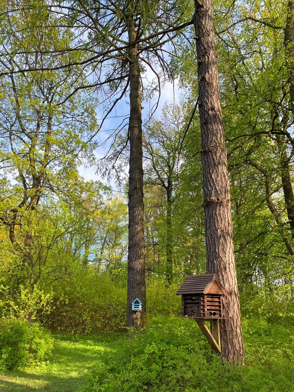 В парке "Зелёный остров" - Savayr 