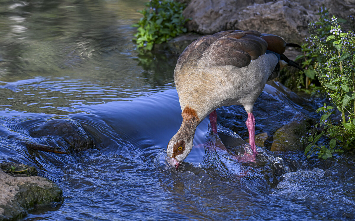 Нильский гусь - Осень Нильский гусь - Осень