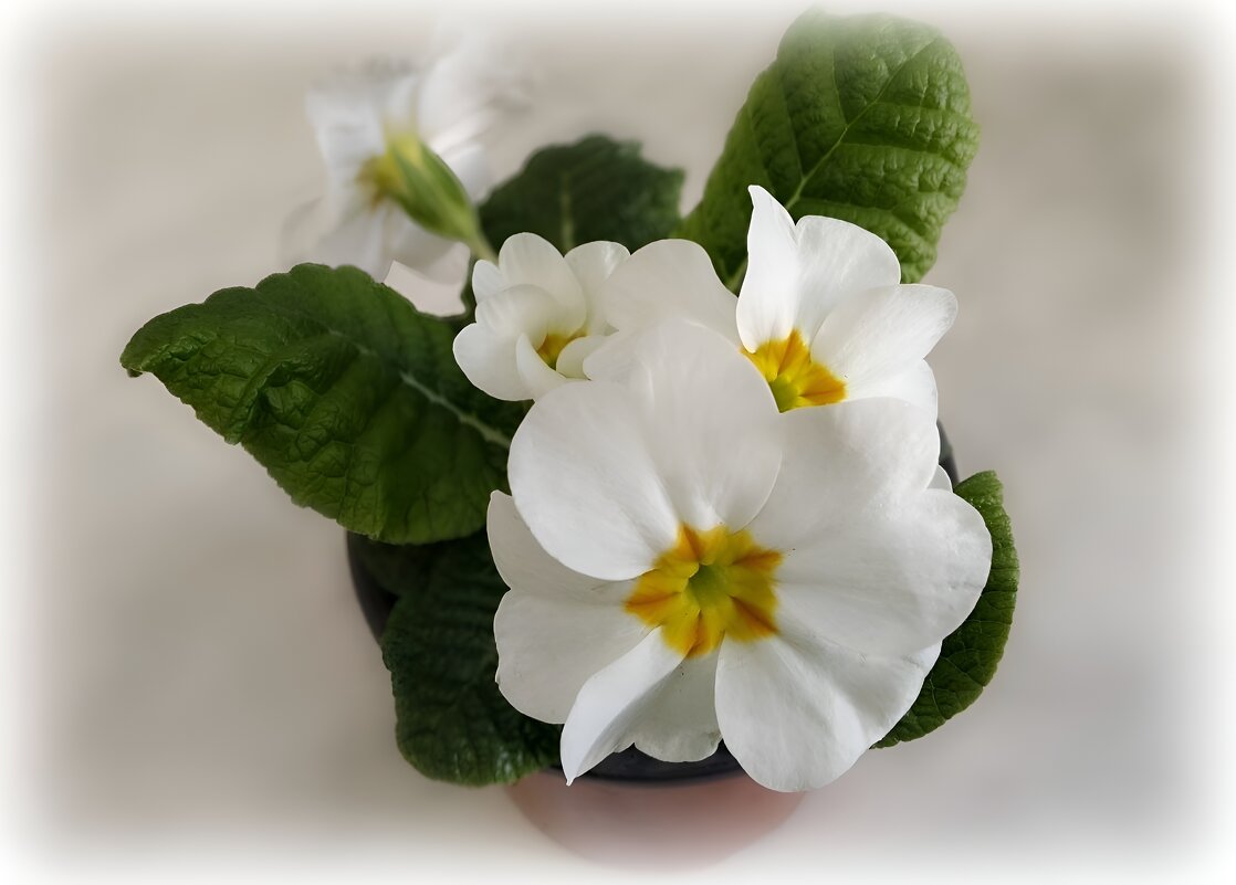 Примула - Елена Сухорученкова