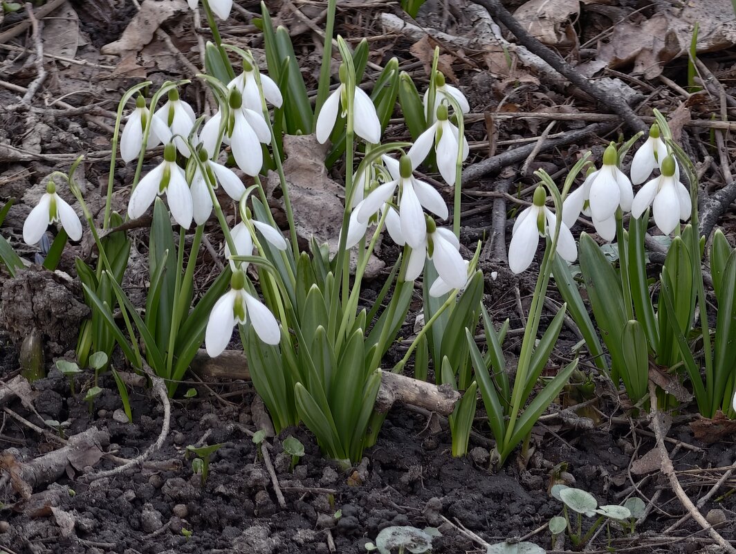 Подснежники - <<< Наташа >>>