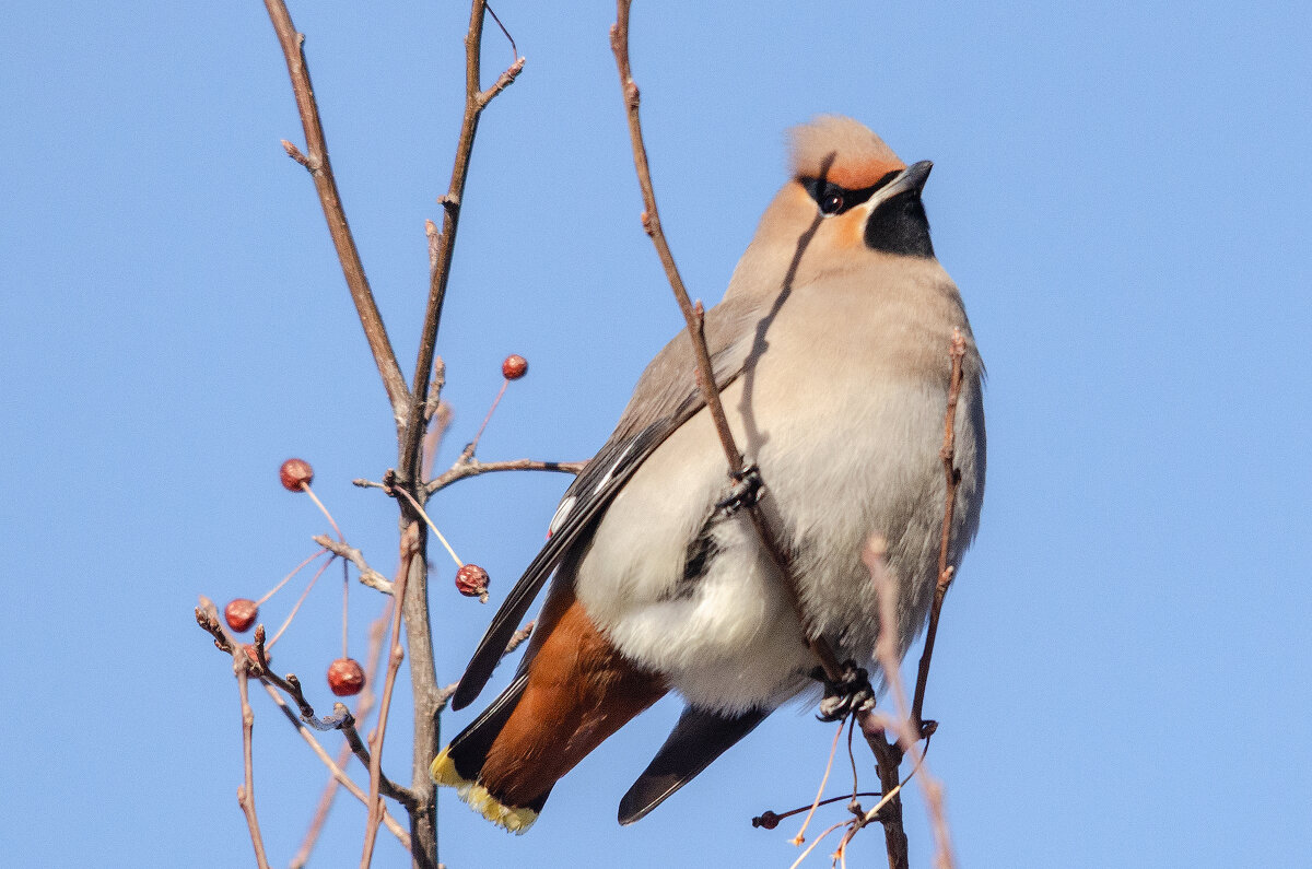 Свиристель - Виктор Иванович Чернюк