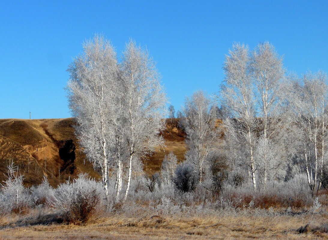А берёзки все в нарядах , будто в шубках меховых. - nadyasilyuk Вознюк А берёзки все в нарядах , будто в шубках меховых. - nadyasilyuk Вознюк