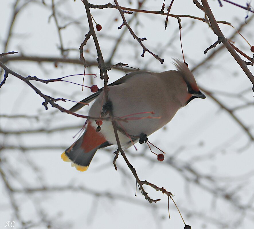 *** - Любовь Сахарова