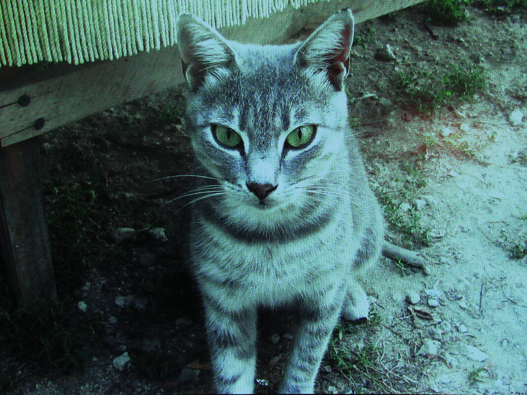 Соседский красавчик - Людмила Смородинская