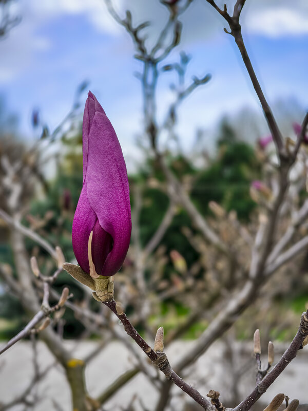 Будущее, спрятанное в лепестках - Валерий Ткаченко