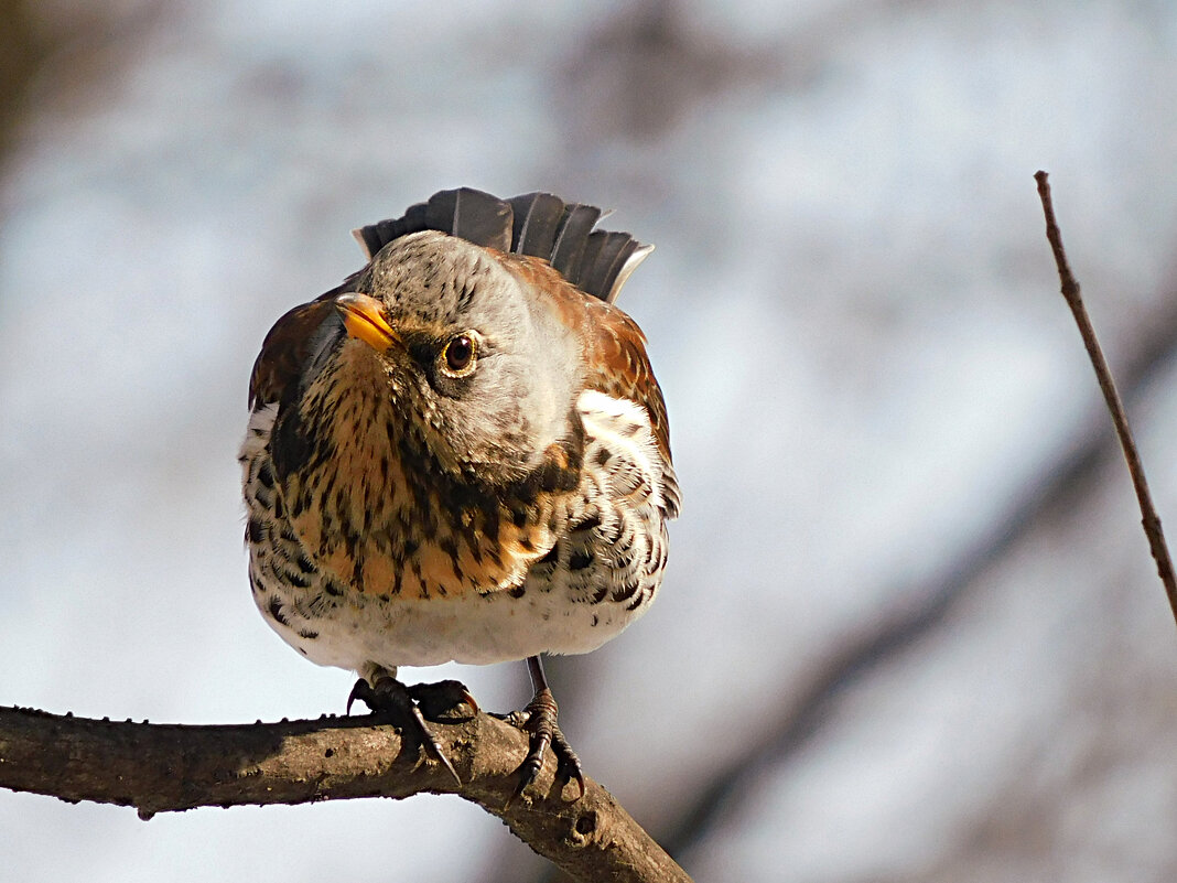 Дрозд-рябинник - Лина 