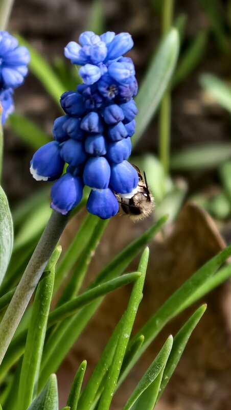 Зацвели мускарики - Мариша Тим