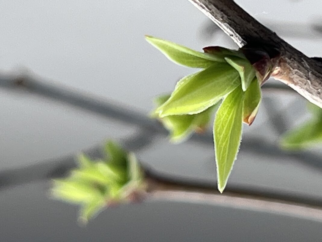 Ростки весны - Дмитрий Радионов