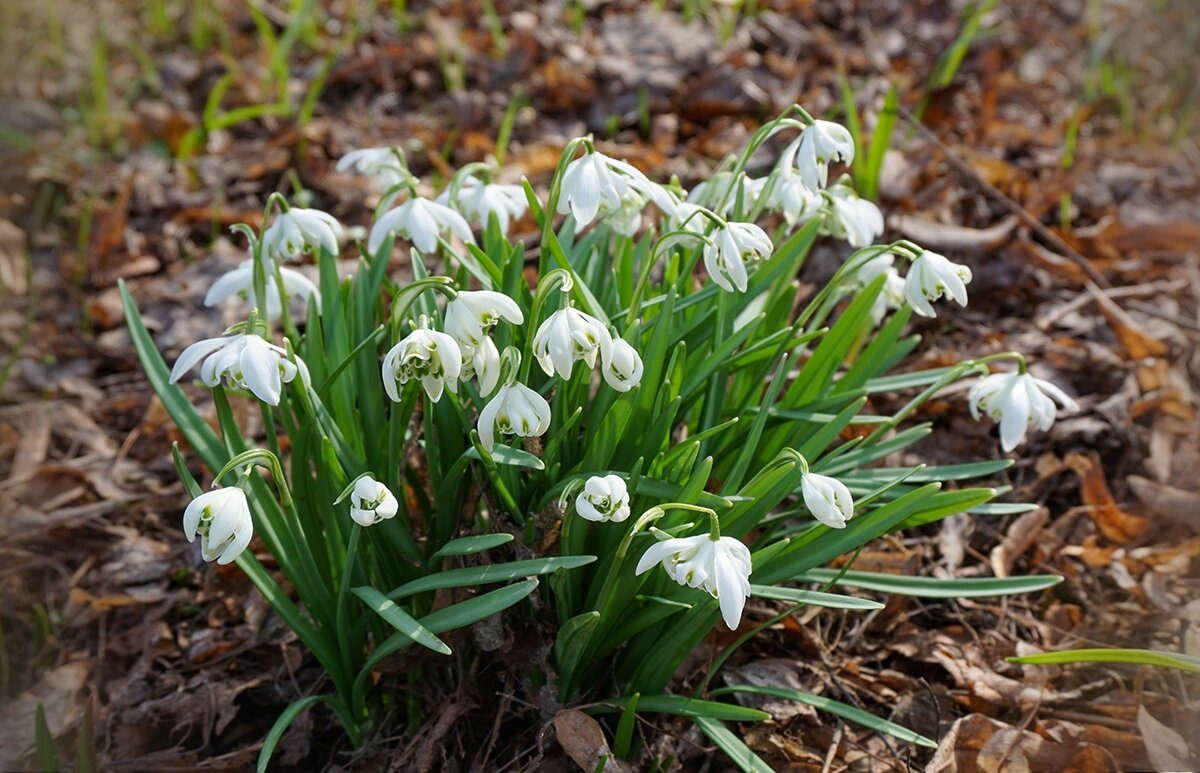 Белоцветник - Ольга 