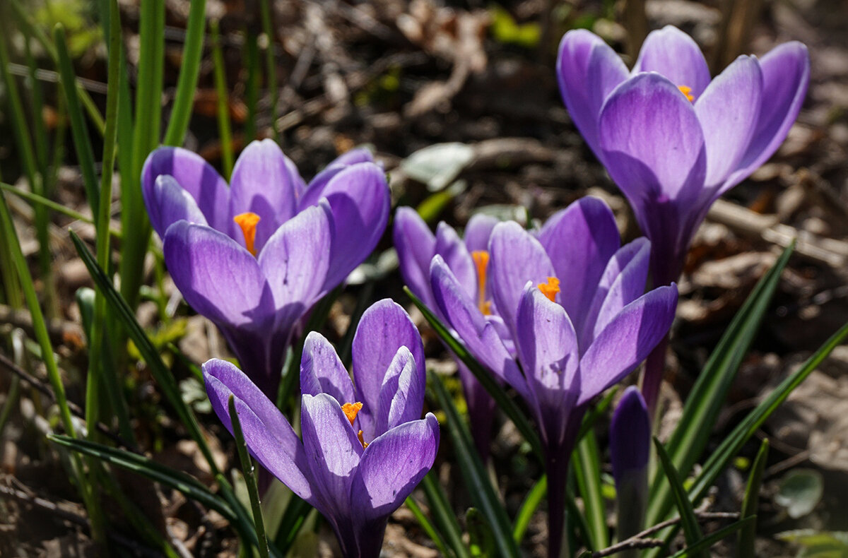 Крокусы в Аптекарском огороде - Ольга 