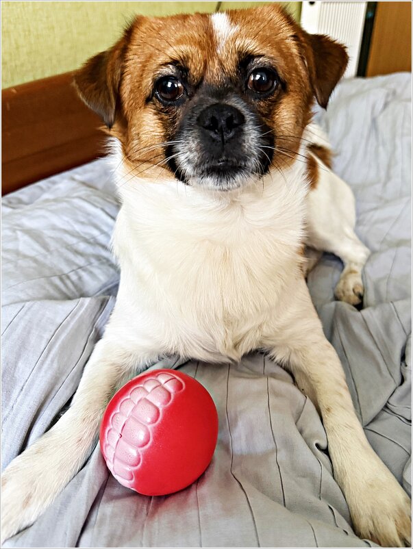 Яшенька. - Валерия Комова Яшенька. - Валерия Комова