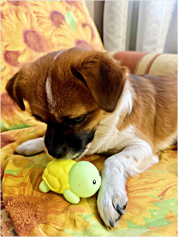 Яша и новая пищалка. - Валерия Комова