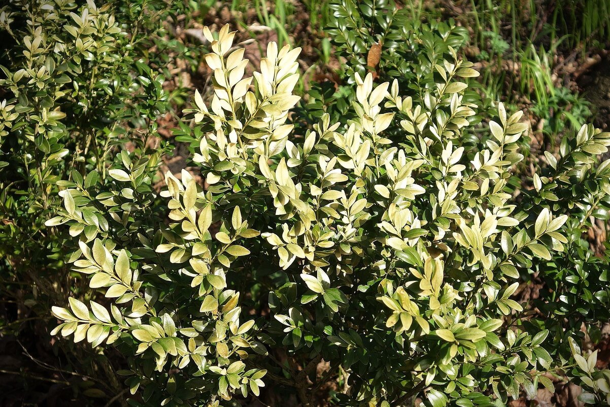 Март, ландшафтный парк, Калининград - Рита Симонова Март, ландшафтный парк, Калининград - Рита Симонова